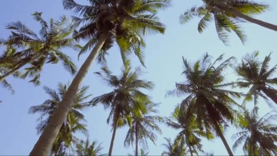 高大的棕榈树 (4)视频素材模板下载