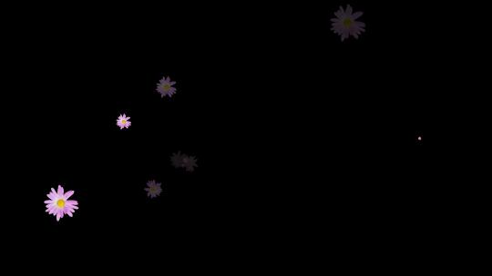 紫色菊花动态装饰元素视频