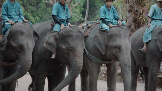 泰国旅游视频泰国大象园大象列队表演