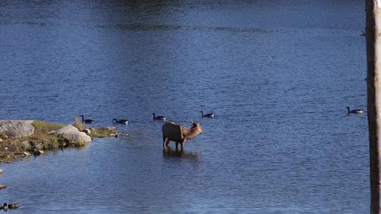 麋鹿雌性从湖里喝水，而加拿大鹅在slomo游泳