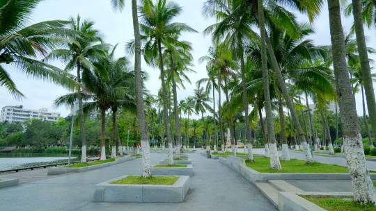 海南 椰树 椰子树 椰林