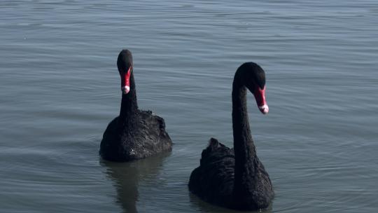保护动物黑天鹅在水里游