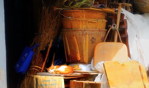 治愈系景色村里的橘猫高清在线视频素材下载