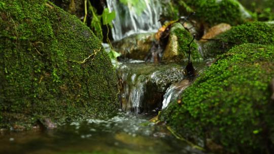 阳光河流小溪水流植物森林泉水自然