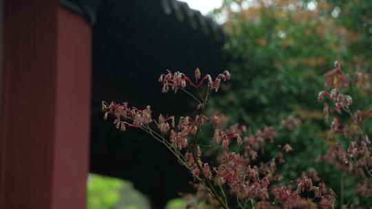 杭州钱王祠春天清明节雨天古建筑自然唯美