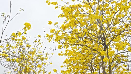 春天唯美黄花风铃木