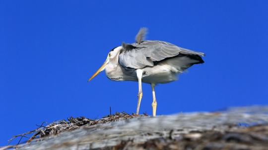 茅草屋顶上的海鸟