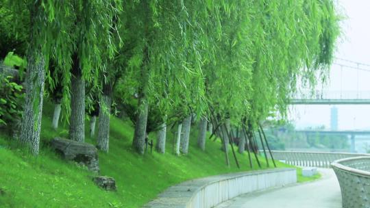 阳光下河岸边垂杨柳树叶柳叶柳枝 弯弯小路