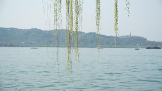 杭州西湖边的柳树发芽了