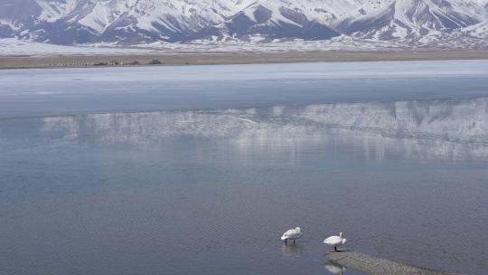 新疆赛里木湖天鹅湖水湖泊高原雪山高山