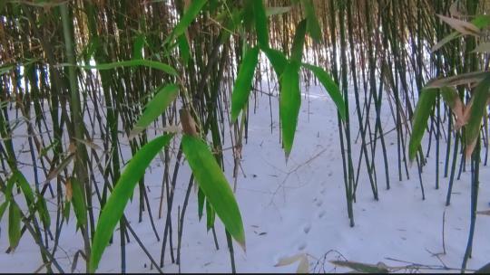 曲径通幽处的竹林小路雪后美景高清在线视频素材下载
