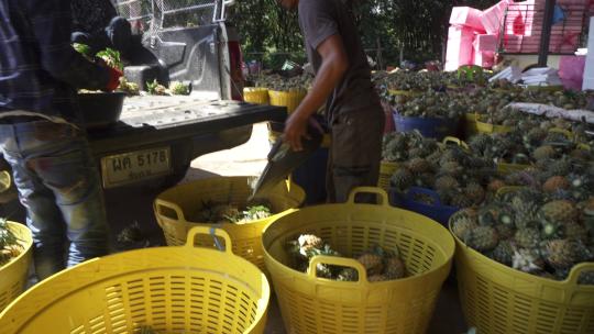 实拍东南亚水果工厂小菠萝加工，分辨率4K