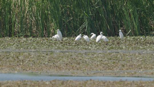 生态湿地鸟群