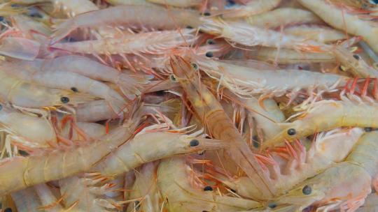 福建厦门第八市场海鲜市场售卖的海虾视频素材模板下载