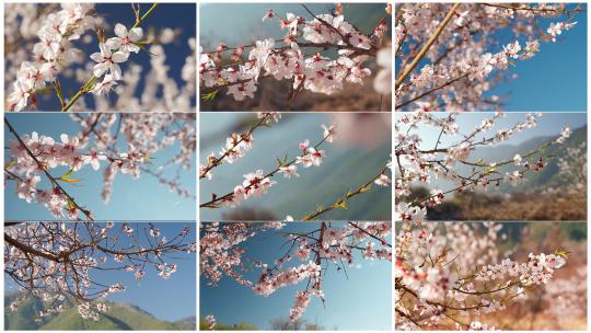 春天阳光下盛开的桃花视频素材模板下载