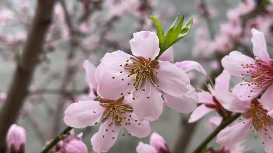 春天盛开的桃树花朵