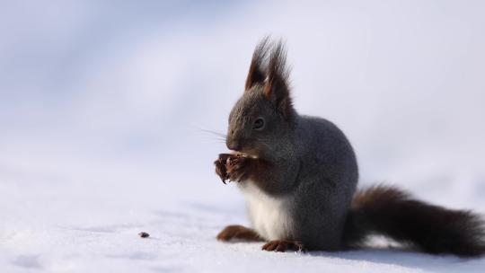 松鼠冬季雪地吃坚果