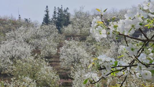 春暖花开梨花盛开景观视频素材模板下载