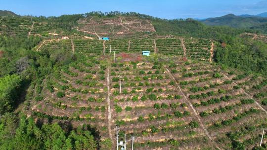 脐橙赣南脐橙脐橙特写