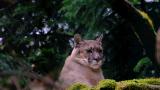 美洲狮 狮子 野生动物  自然保护区 自然高清在线视频素材下载