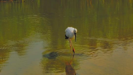 湿地 东方白鹳  鸟类