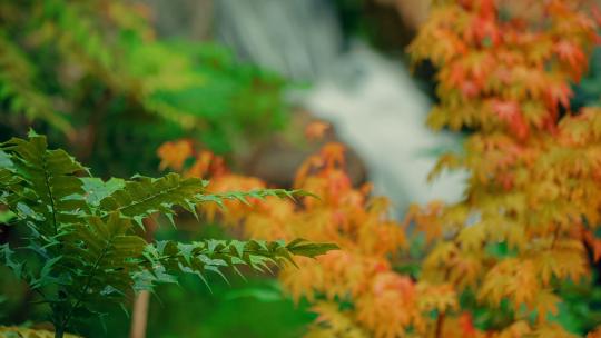 秋天花园中的瀑布