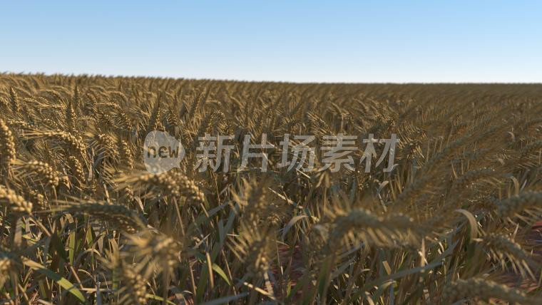 小麦 麸麦 浮麦 浮小麦 空空麦