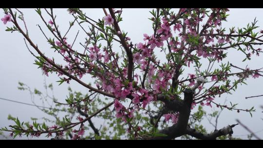 雨后盛开的桃花