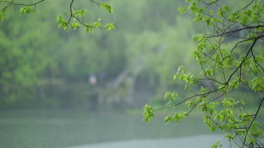 春天杭州乌龟潭阴雨天植物绿色自然视频素材模板下载