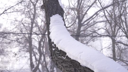 乌鲁木齐红山公园冬季雪景
