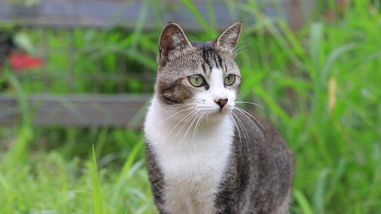 狸花猫特写，狸花猫吃草特写，中华田园猫