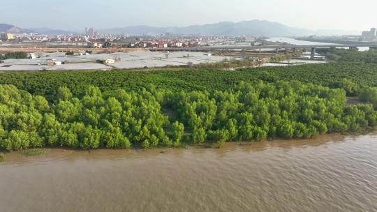 航怕福建漳州九龙江生态系统红树林湿地