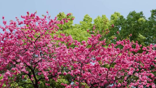 春天里最粉的樱花