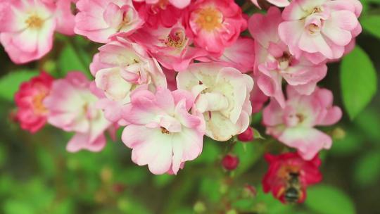 粉红色蔷薇花月季花朵