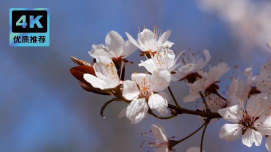 桃花盛开春意盎然粉色花瓣盛放蜜蜂飞舞视频素材模板下载