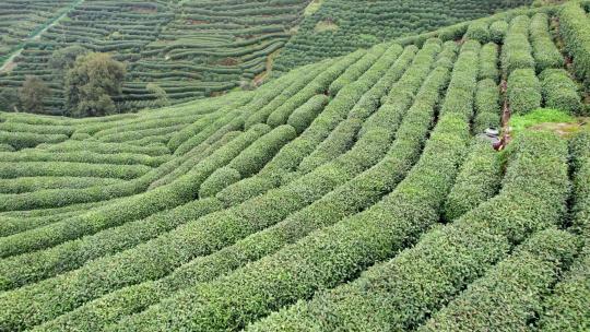 茶园 茶山 龙井茶园 采茶