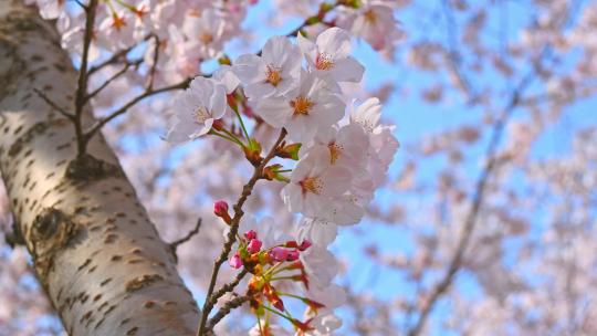 春天盛开的樱花树花朵随风摇曳视频素材模板下载