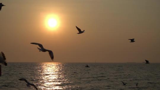 海边海鸥飞翔夕阳下的海鸥