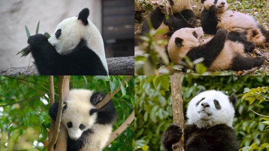 【合集】实拍熊猫 熊猫吃竹子视频素材模板下载