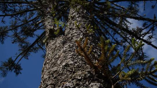 蕨类树树干的粗糙表面