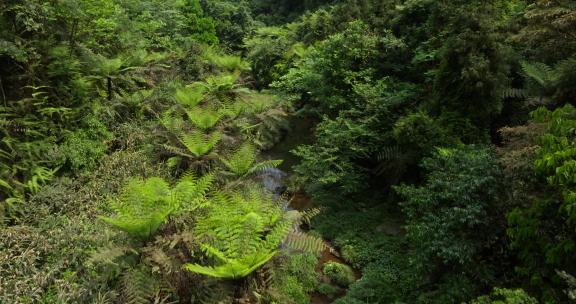 四川乐山桫椤沟航拍自然风光古植物活化石