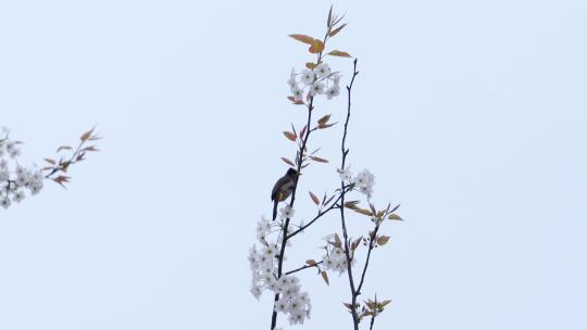 4K梨花梨树上的鸟唯美春天视频视频素材模板下载