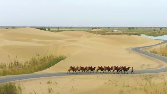 沙漠里骆驼行走