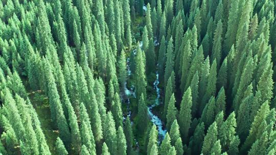新疆伊犁森林航拍