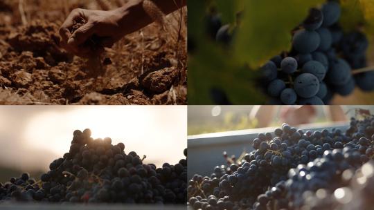 葡萄采摘种植葡萄酒制作过程