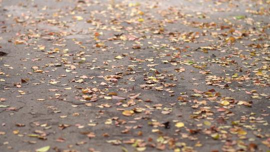 道路马路树叶掉落一地
