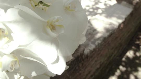 3487_阳光明媚的日子里，白色兰花的细节