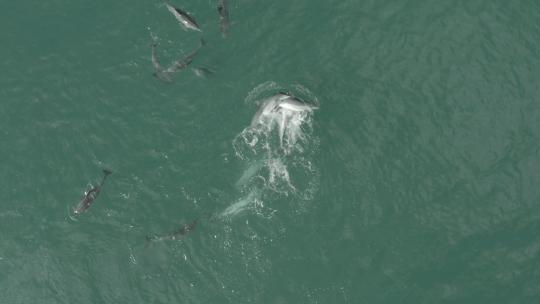 南非西开普省Vleesbaai海豚交配的鸟瞰图