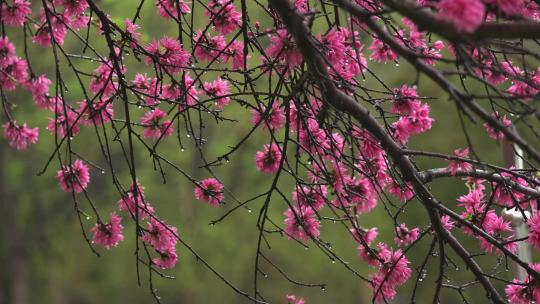 春天雨水灌溉着桃花树