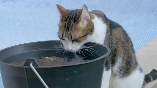猫在莲水桶里喝水